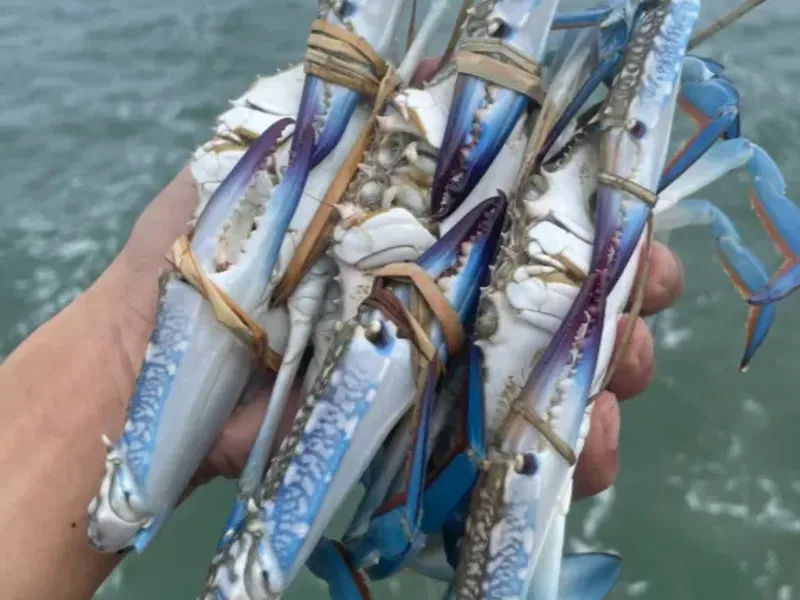 Crabs and Mantis Shrimp