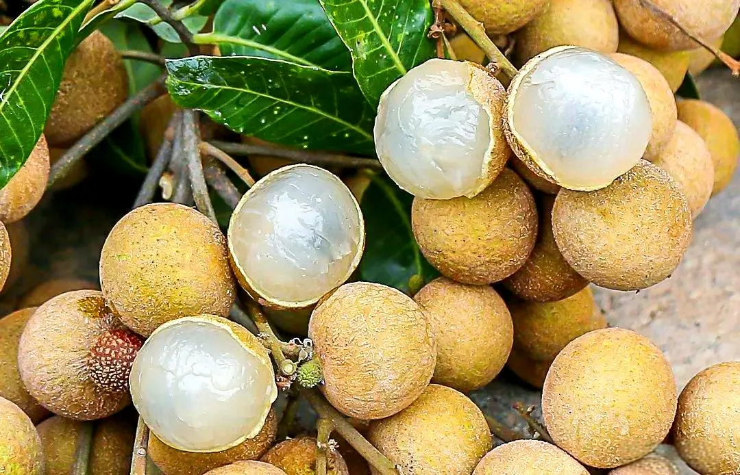 Longan