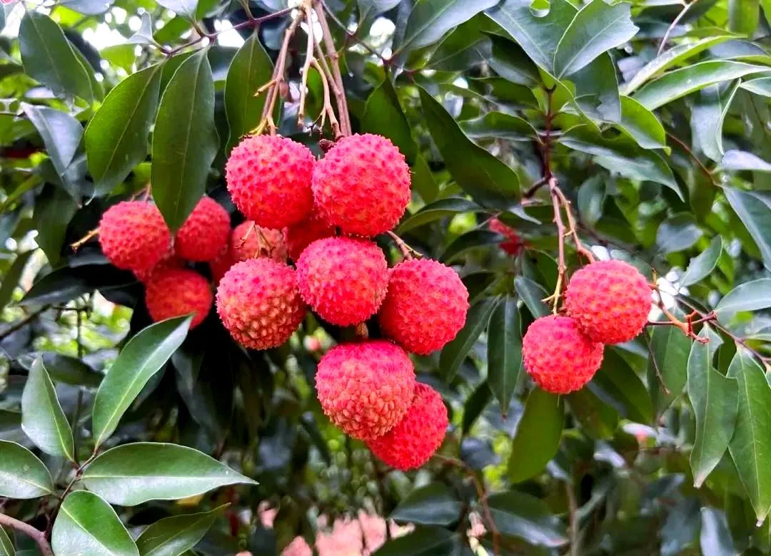 Lychee Fruit