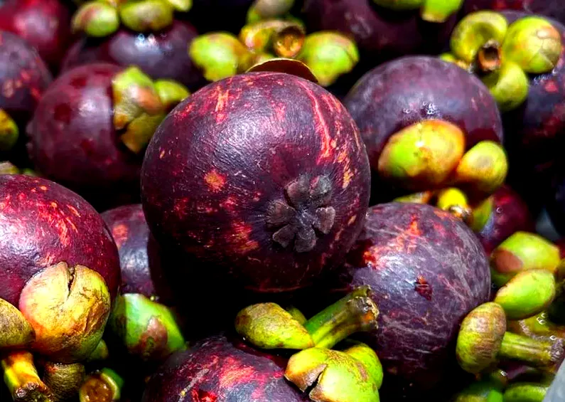 Mangosteen