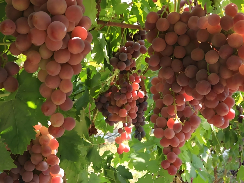 Xinjiang Fruits and Dairy Products