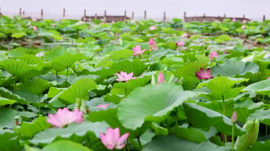  Shandong’s Summer；rpl,rplschool,madarlin study,chinese study