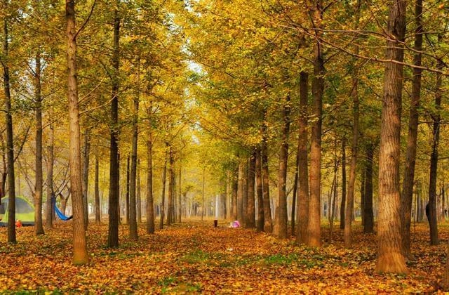  Shandong’s Autumn；rpl,rplschool,madarlin study,chinese study