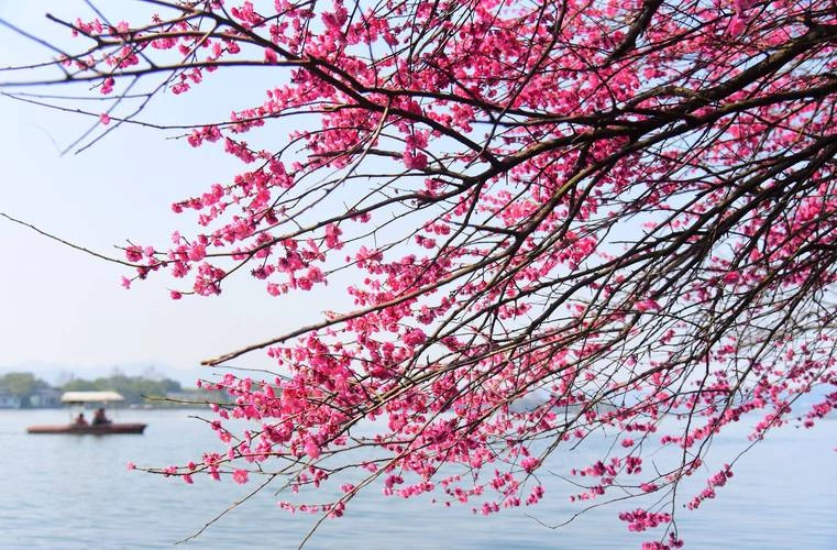 Spring scenery of West Lake with peach blossoms and willows in Hangzhou