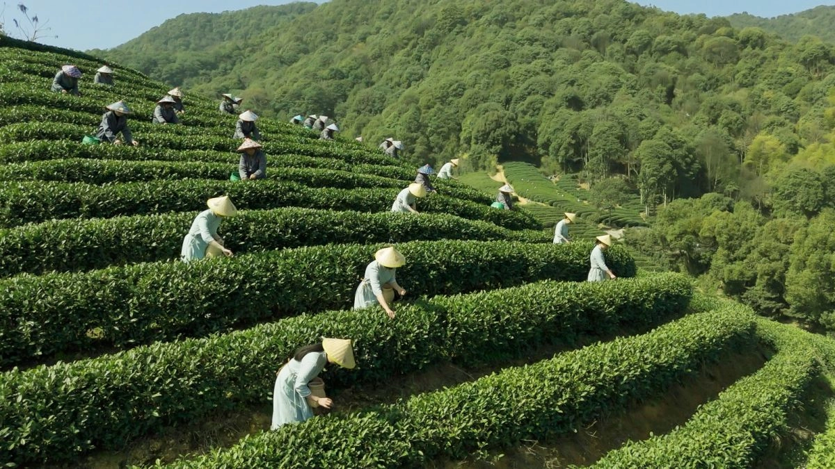 Zhejiang tea culture - Longjing tea and other renowned varieties