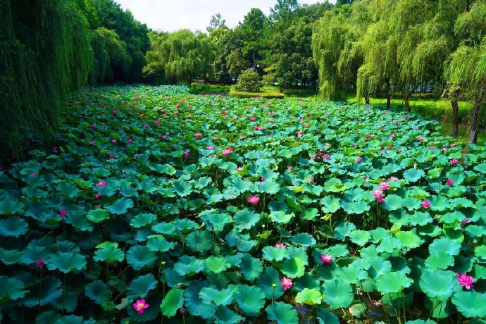 Summer lotus flowers at West Lake and bamboo forests in Moganshan