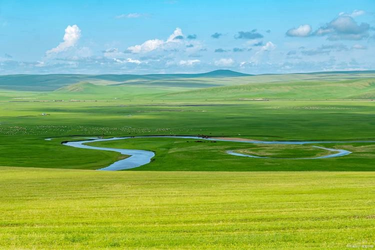 Vast expanse of Hulun Buir Grassland with grazing horses under blue sky
