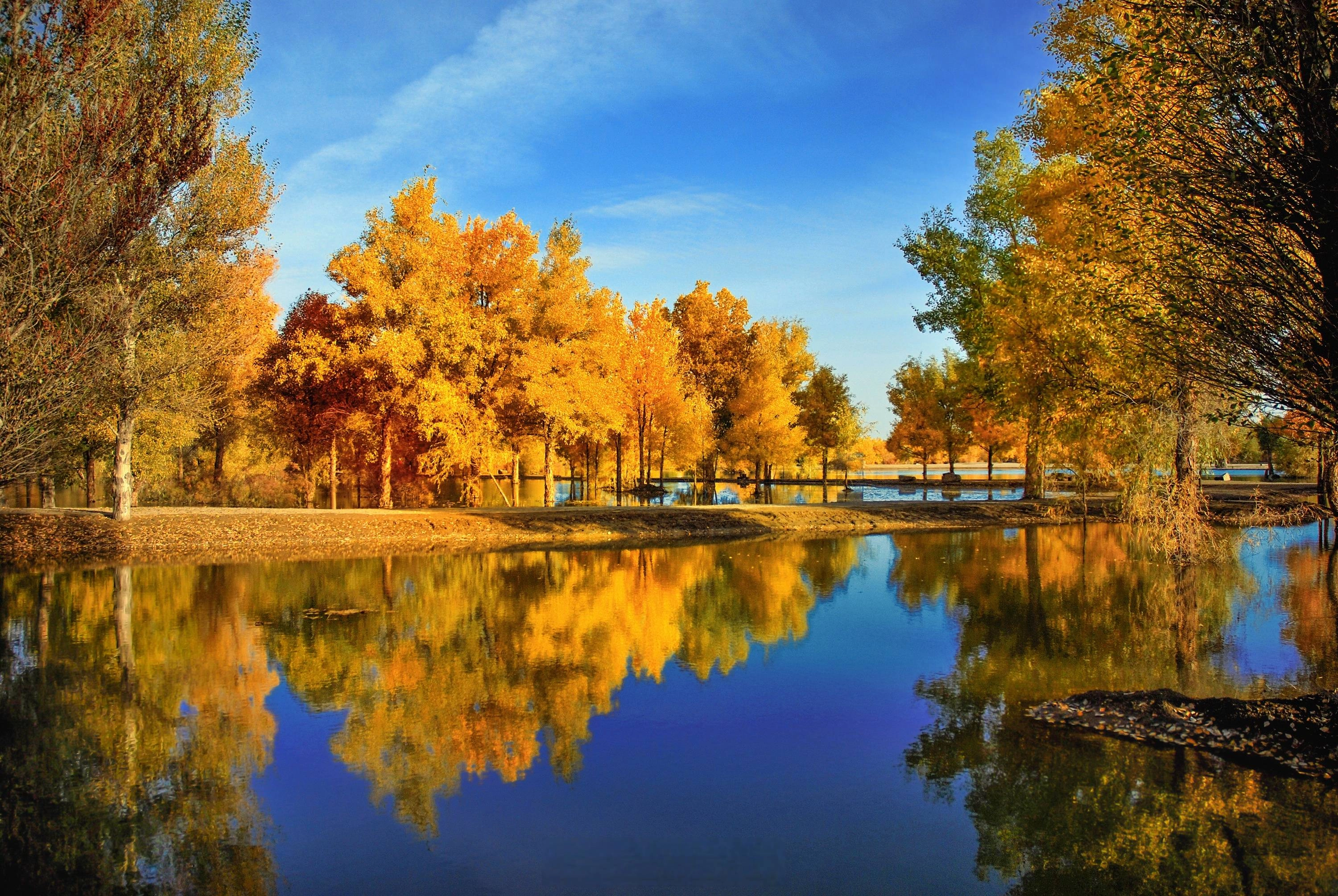 Golden Ejina poplar forest in autumn with twisted trunks and yellow leaves