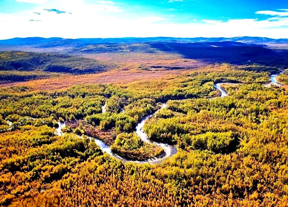 Dense forest of Greater Khingan Range with sunlight filtering through trees
