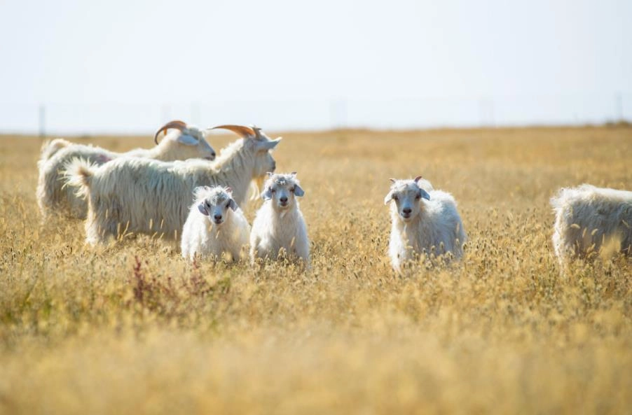 Luxurious Ordos cashmere products from Albas white goats