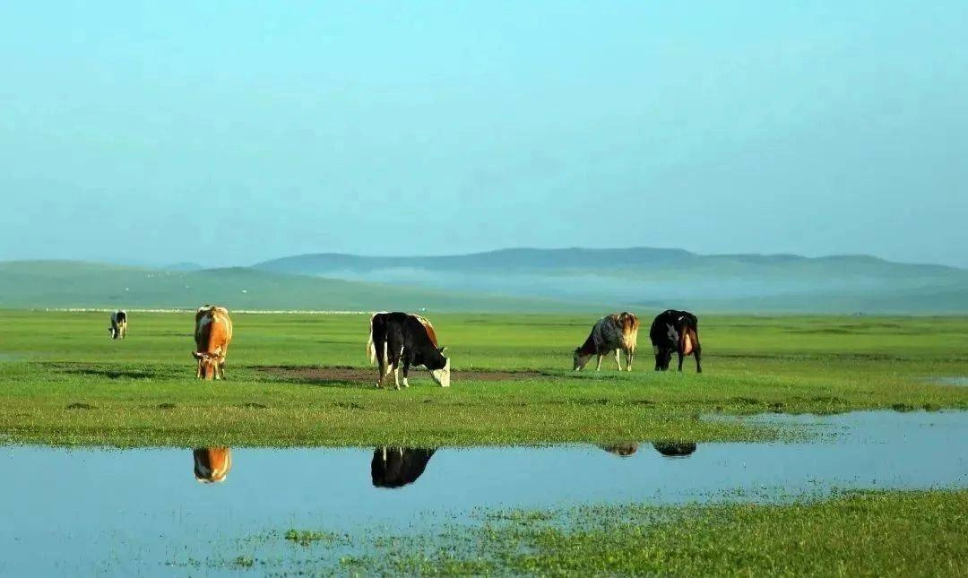Summer Nadam Festival with horse racing on lush green grasslands