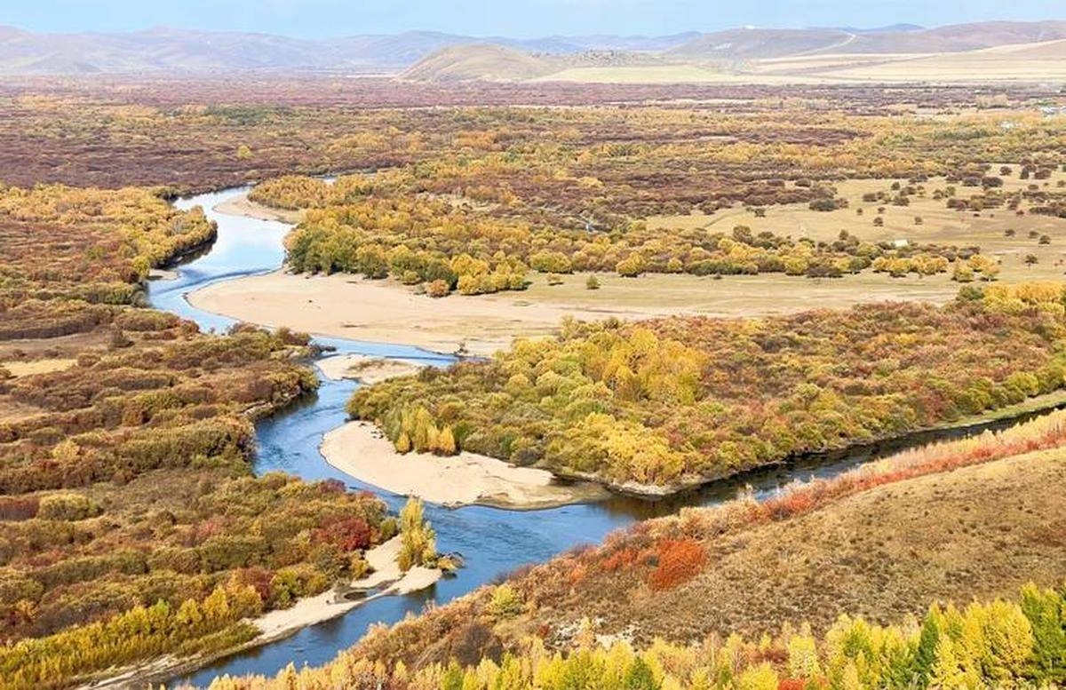 Golden poplar trees in Ejina under clear blue autumn sky