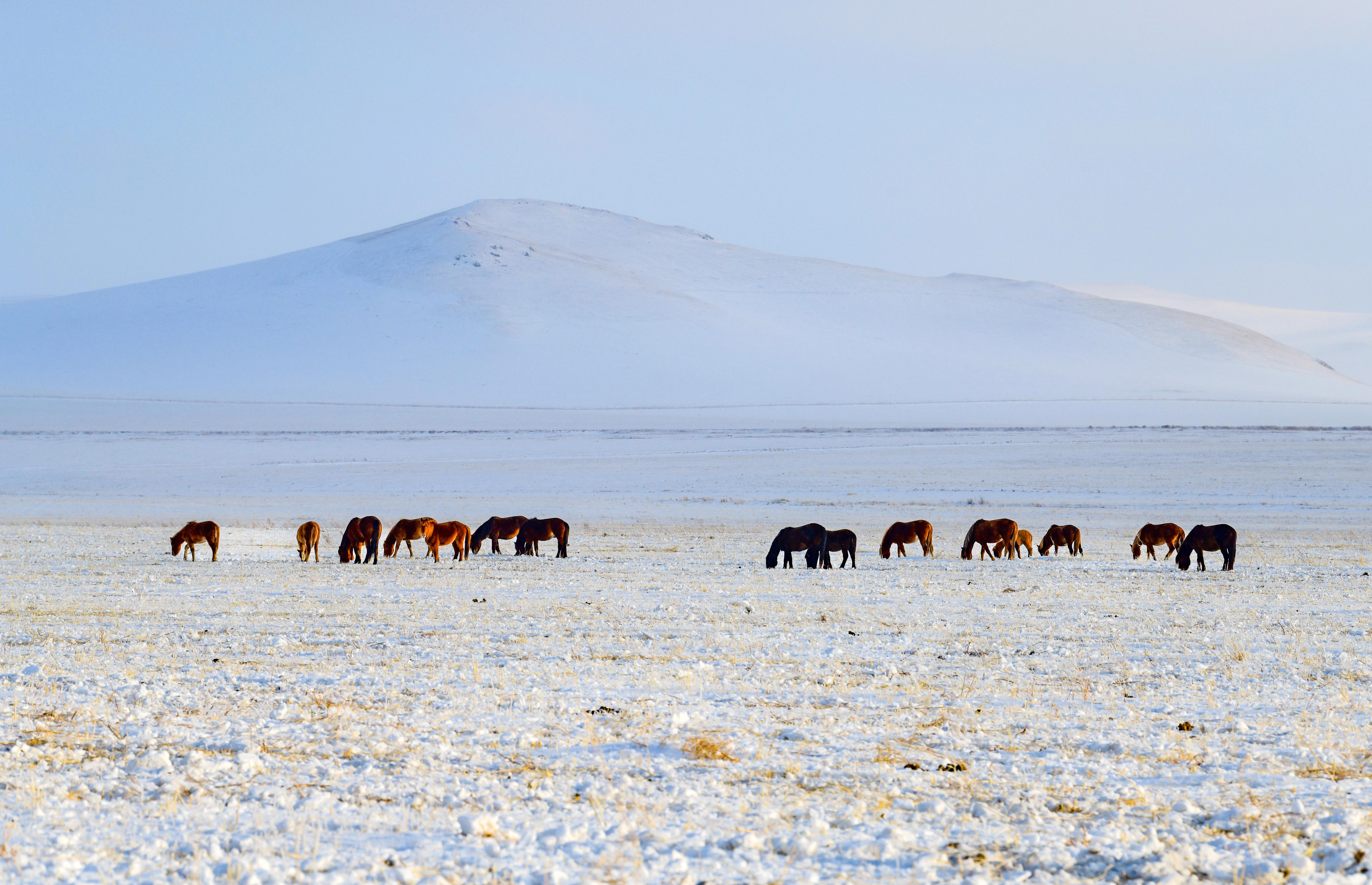 Snow-covered grassland with traditional yurts under winter sun