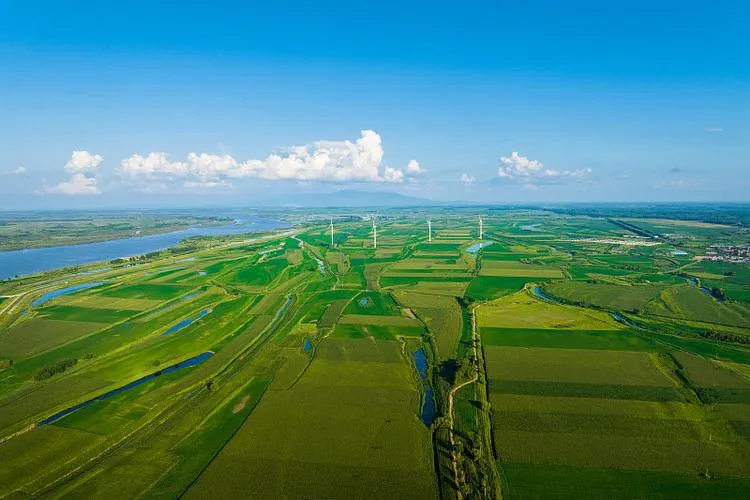 Vast golden rice fields of Sanjiang Plain during autumn harvest season