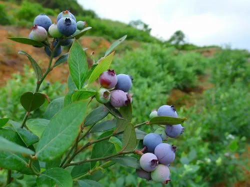 Fresh wild blueberries and blueberry products from Greater Khingan Range