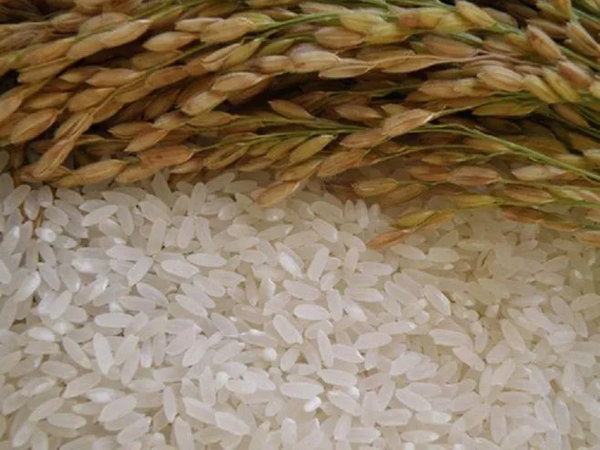 Premium Wuchang rice grains and cooked rice showing plump texture
