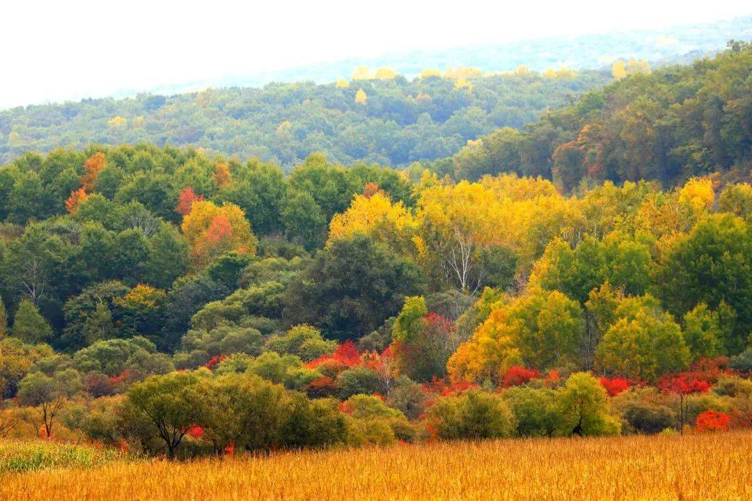 Colorful autumn foliage in Lesser Khingan Range with golden birch and red maple trees
