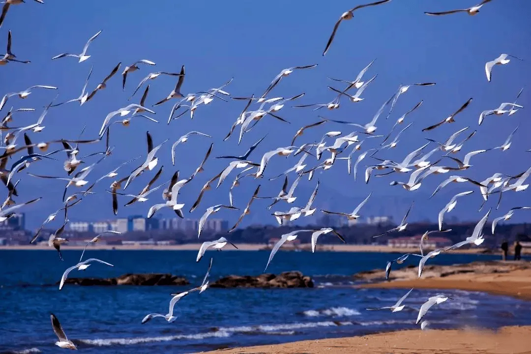 Qinhuangdao coastline with Great Wall at Laolongtou and Beidaihe beach