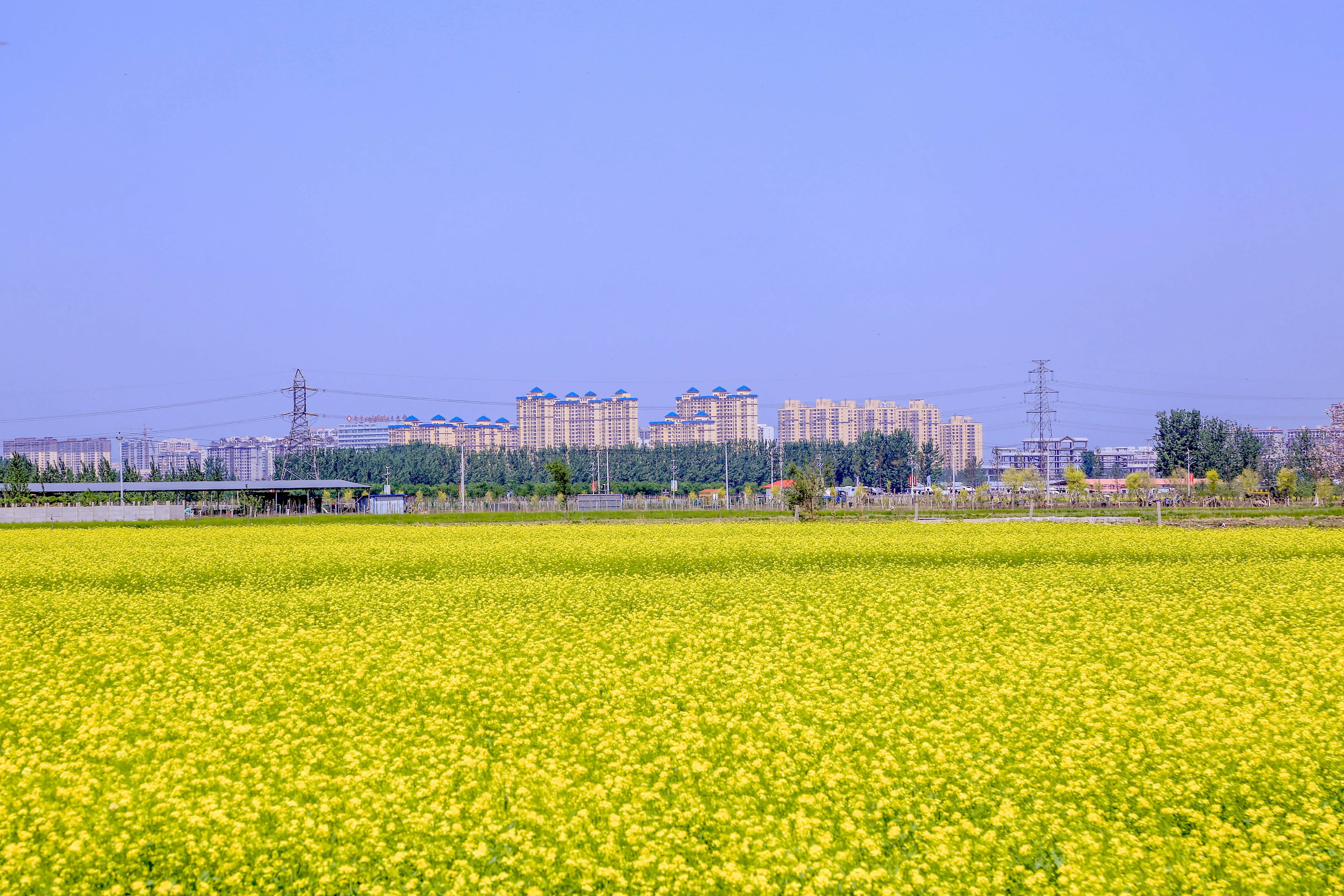 Spring blossoms in Hebei with pear flowers and green wheat fields awakening
