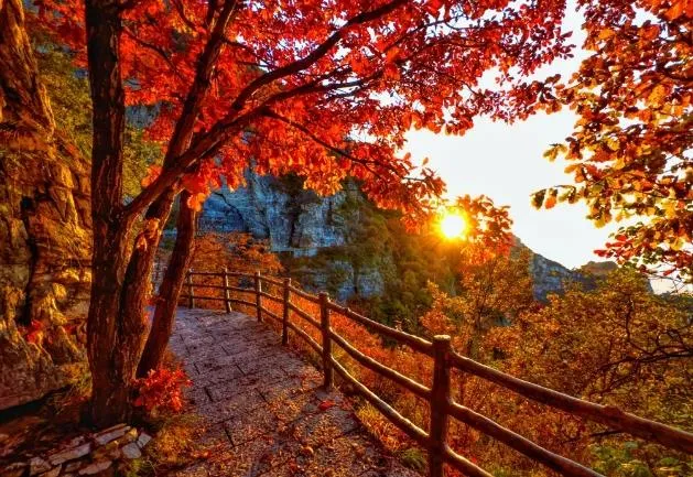 Autumn colors in Hebei with golden Great Wall and harvest festivals