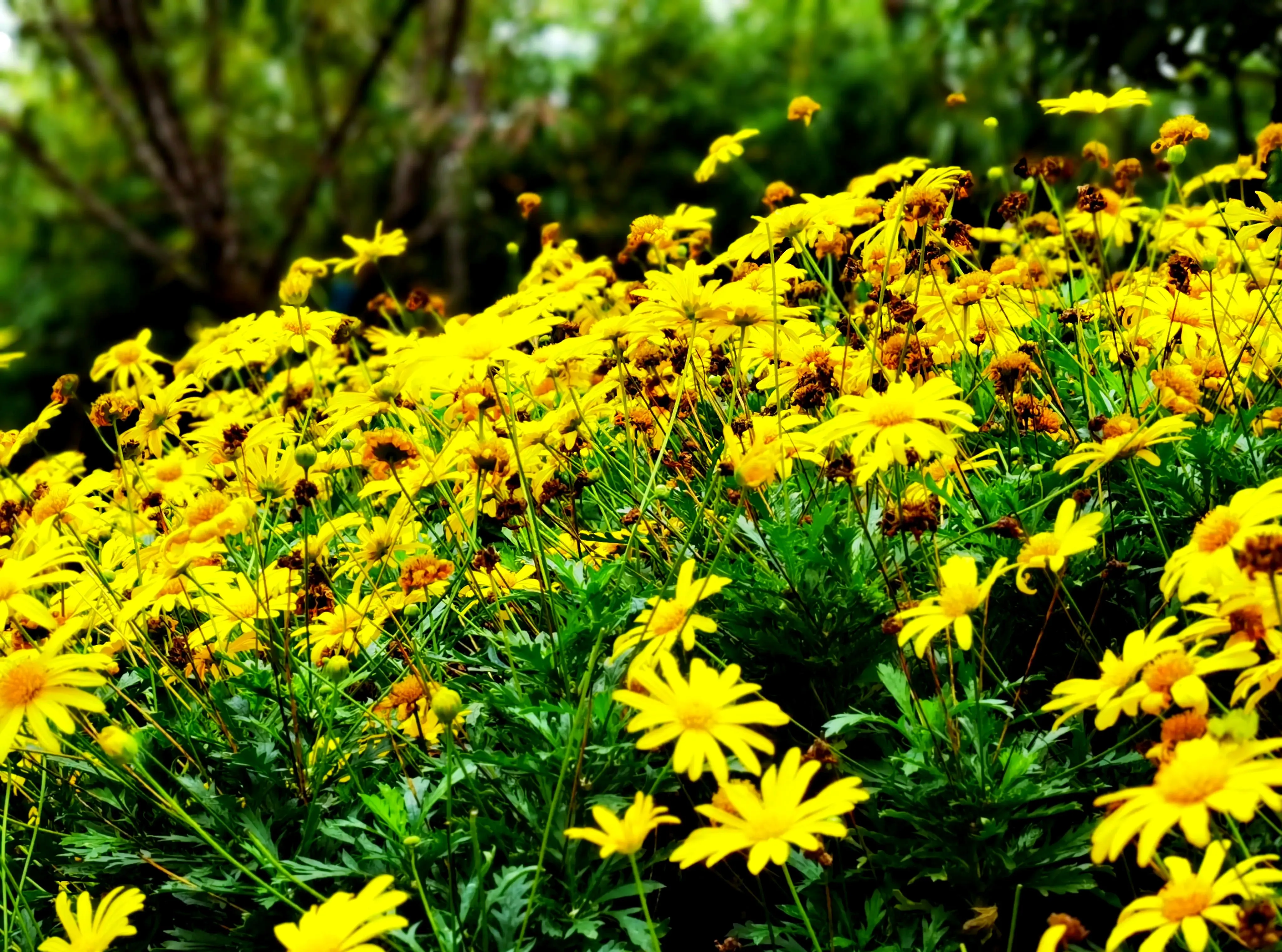 Traditional Chinese chrysanthemum arrangement with yellow and white flowers in ceramic vase