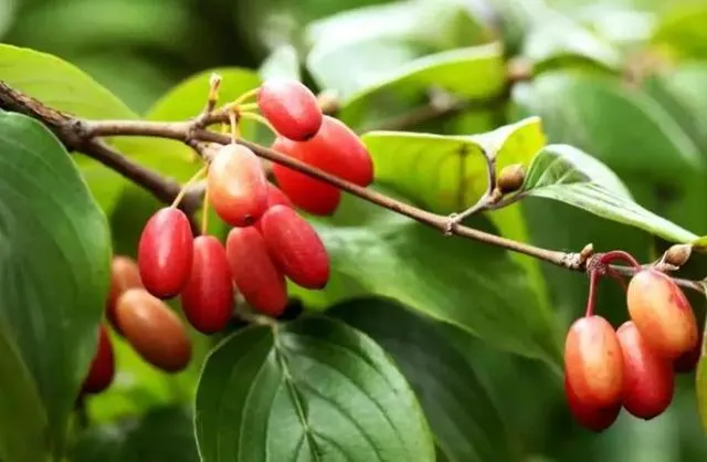 Traditional Chinese medicinal herbs calamus and cornel used in Chongyang Festival rituals