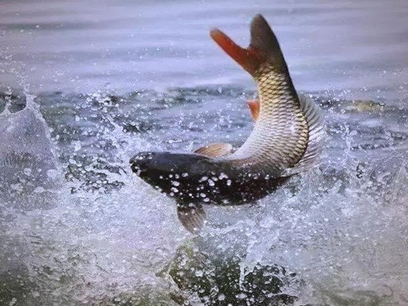 Sweet and sour Yellow River carp presented in traditional style