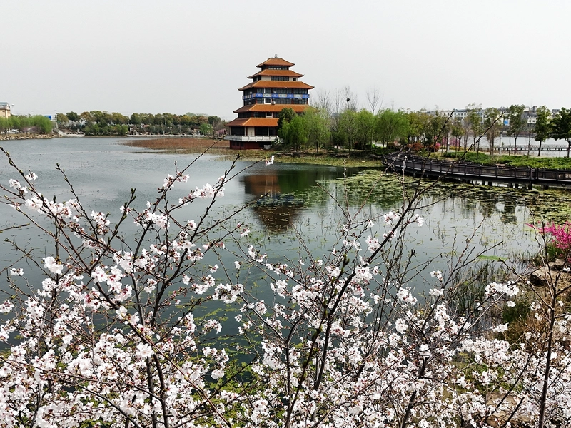 Luoyang peony festival with blooming flowers and visitors admiring the national flower