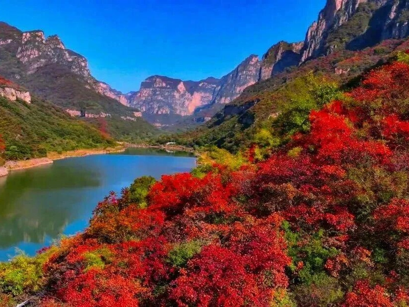 Autumn scenery at Shaolin Temple with golden ginkgo trees and traditional architecture