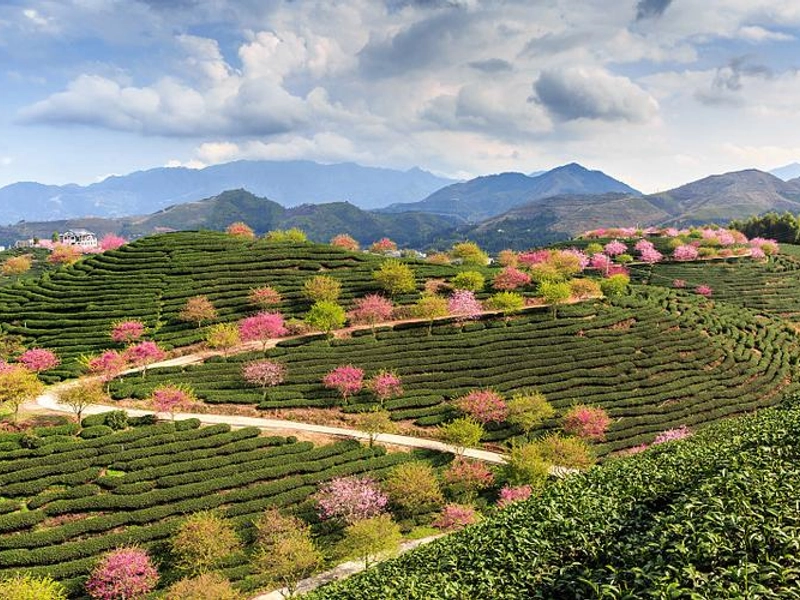 Wuyi Mountains in spring with new tea buds and golden rapeseed flowers blooming
