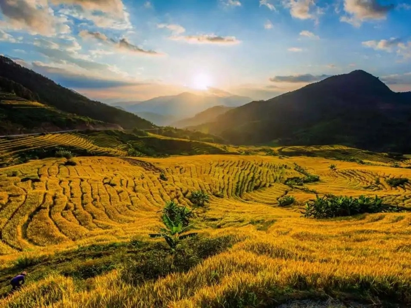 Quanzhou ancient alleys in autumn with golden rice fields and osmanthus flowers