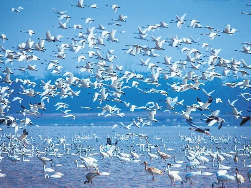 Poyang Lake wetlands with migratory birds and traditional fishing boats