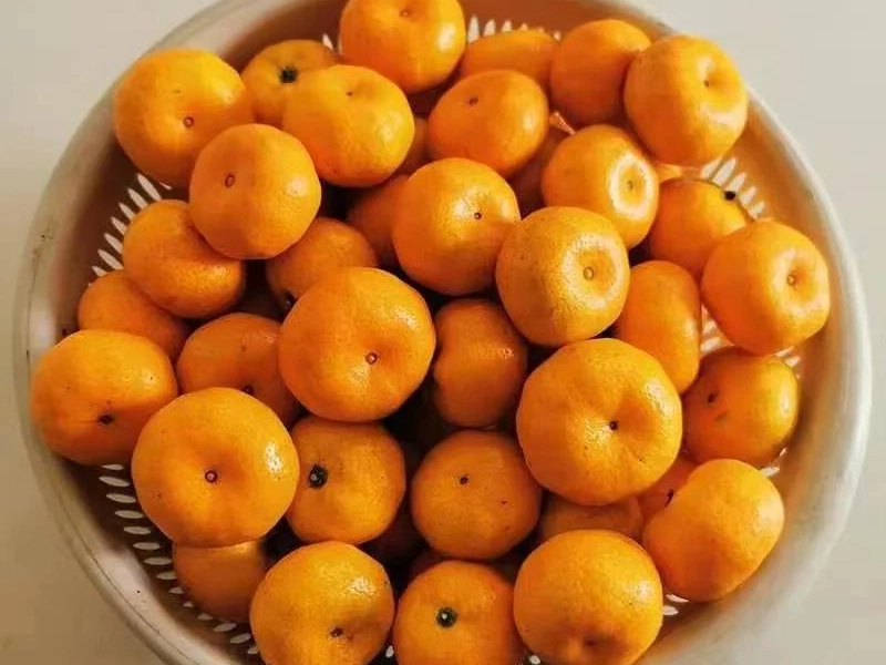 Nanfeng Honey Oranges glowing golden in orchard