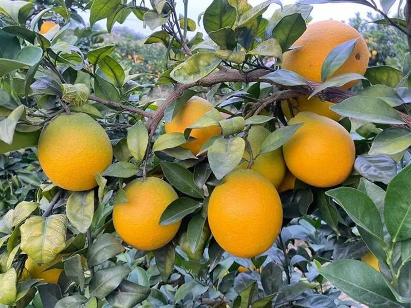 Gannan navel oranges vibrant and juicy on trees
