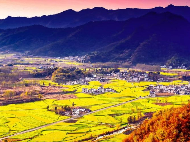 Golden rapeseed flowers in southern Anhui, misty Xin’an River, and ancient village with poetic charm