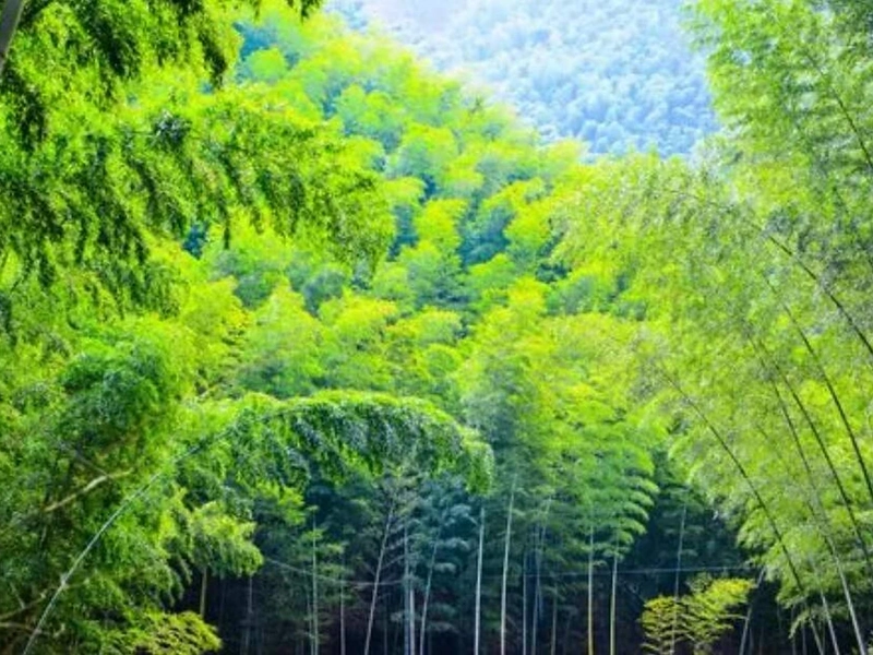 Clouds over Huangshan mountains with Taiping Lake and blooming lotus flowers in summer