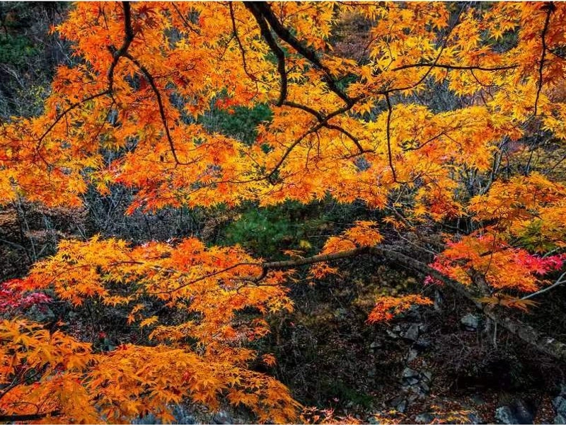 Huizhou villages busy with autumn harvest and golden rice fields across Huai plains