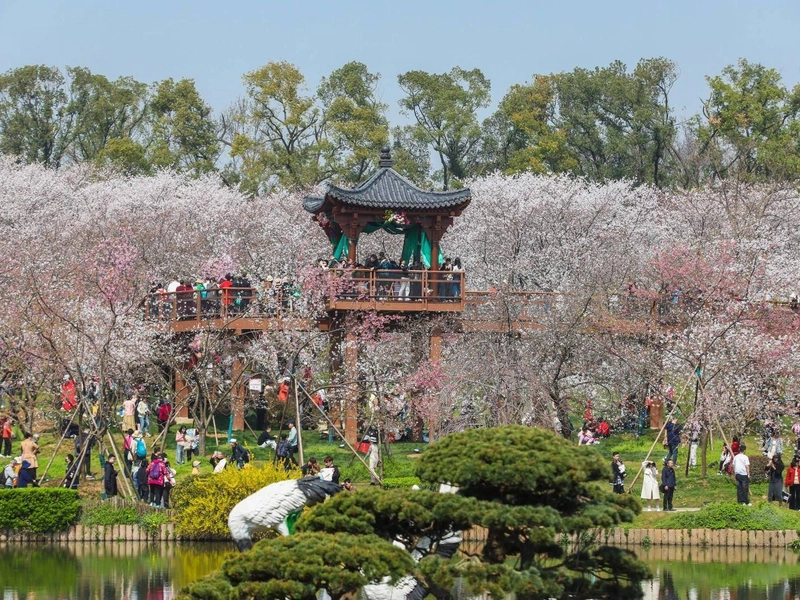 Cherry blossoms at East Lake in spring