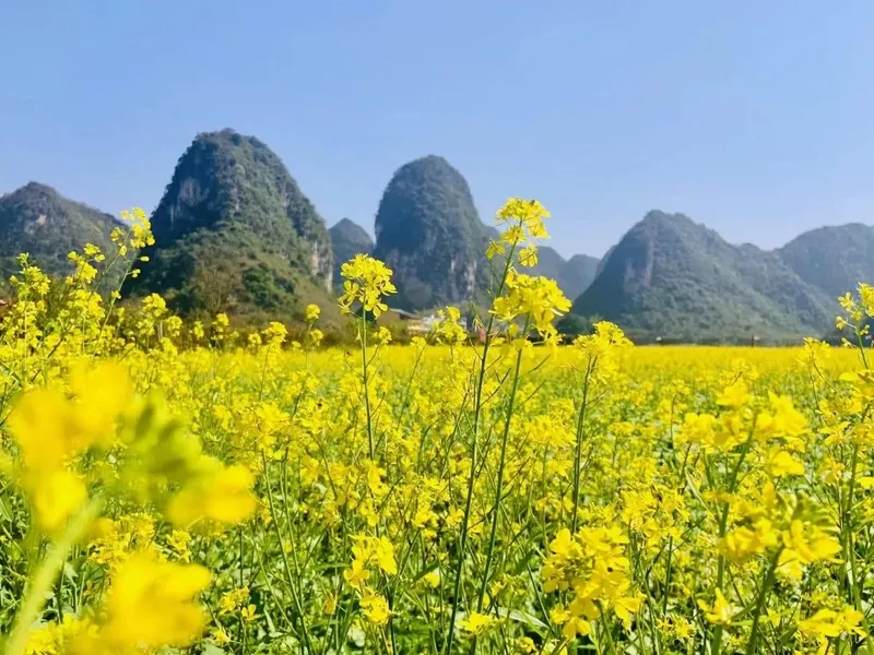 Misty spring morning on the Li River with peach and rapeseed blossoms, Longji terraced fields shimmering