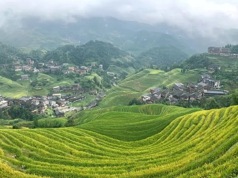 Guilin with osmanthus blossoms and golden rice paddies in Sanjiang Dong villages during autumn