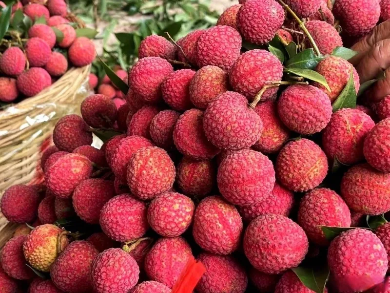 Bright red lychees in a market basket, translucent jade-like flesh visible