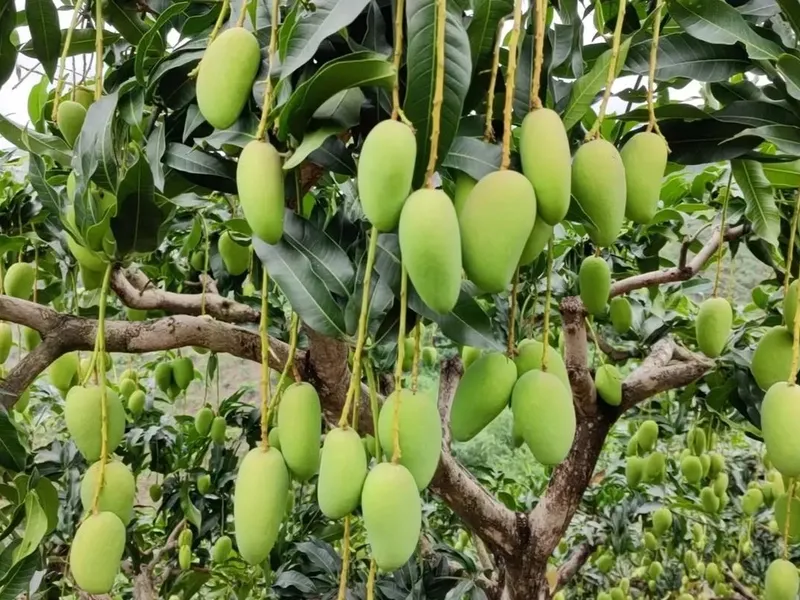 Golden mango sliced open, revealing smooth, tropical floral sweet flesh