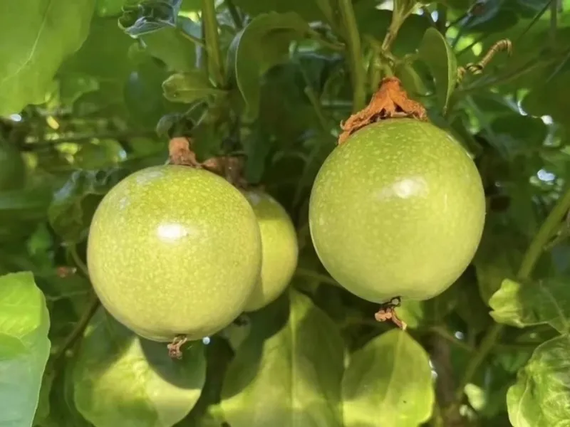 Cut passion fruit showing golden pulp with black seeds