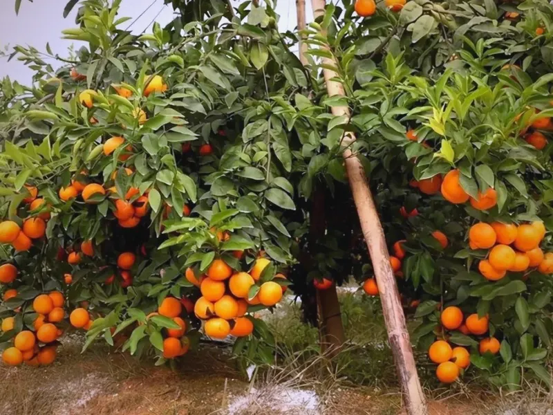 Shiny orange-red ougan citrus fruits on a tree, ready to peel