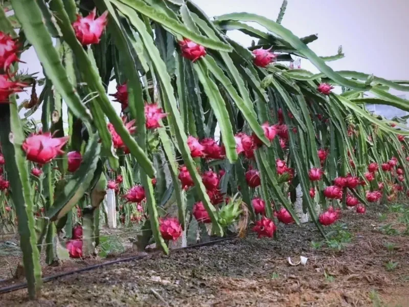 Vibrant dragon fruits with red skin and white flesh with black seeds