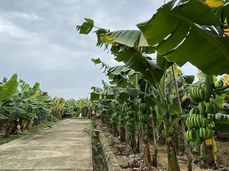 Clusters of ripe yellow bananas hanging from tree