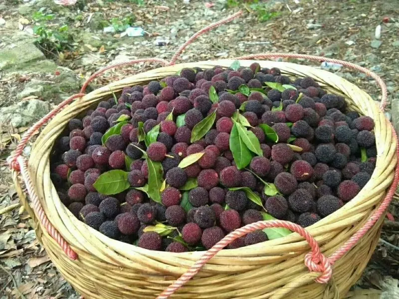 Plump crimson yangmei fruits on the branch glistening with dew
