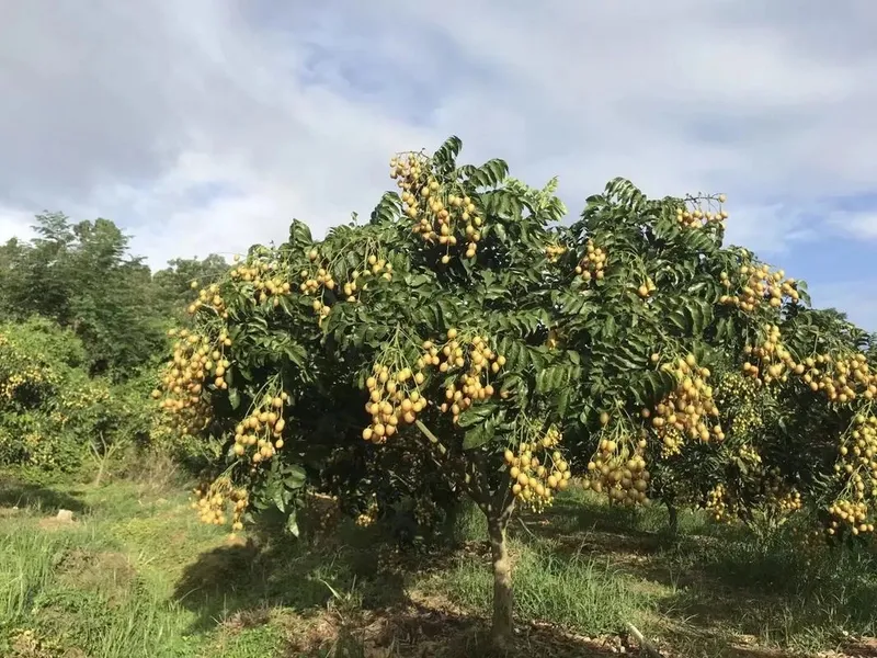 Small, fragrant Huangpi fruits with thin skin, sweet and tangy