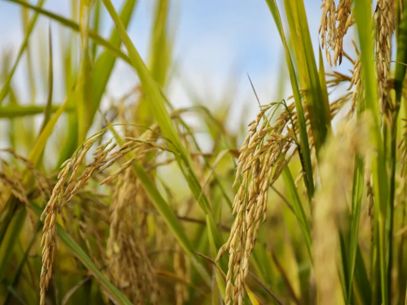 A scene depicting ancient Chinese villagers storing harvested grains and vegetables in preparation for the long winter after the Start of Winter.