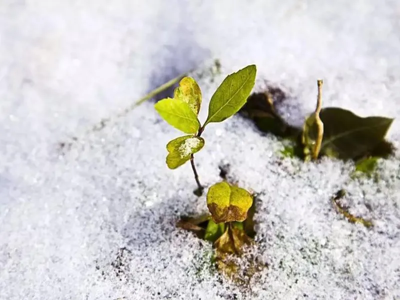 An abstract artistic representation of the Yin-Yang and Five Phases concept, specifically highlighting the dominance of Yin and the Water element corresponding to winter.